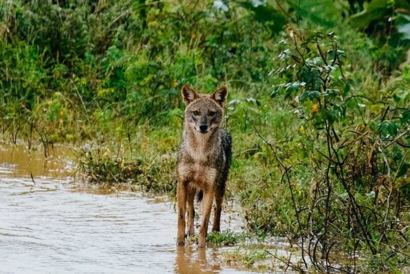 Udawalawe National Park: Half-Day Safari Tour - The Sum Up