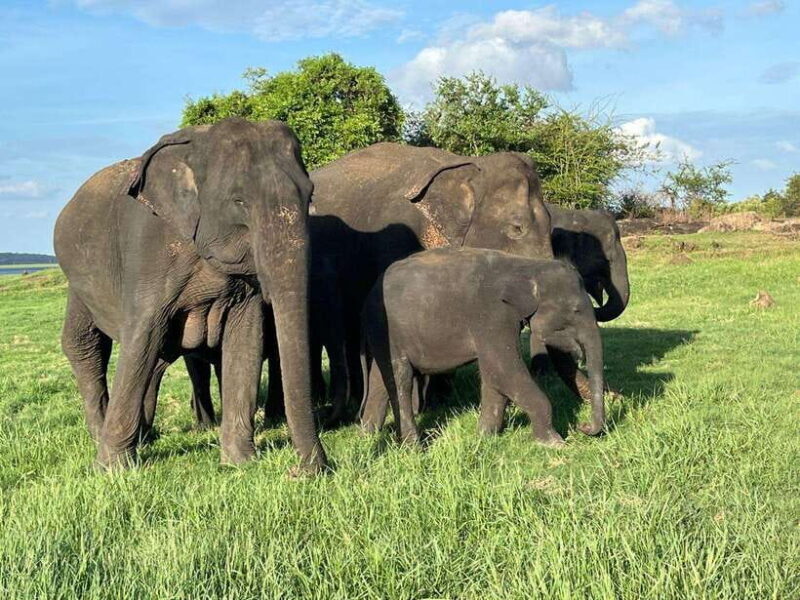 Udawalawe National Park: Private Safari - Key Points