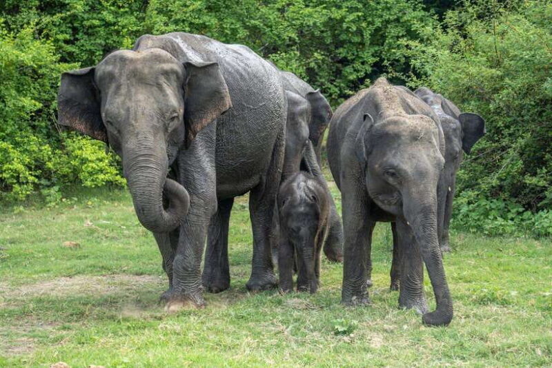 Udawalawe National Park: Private Safari - The Safari Itinerary and What to Expect