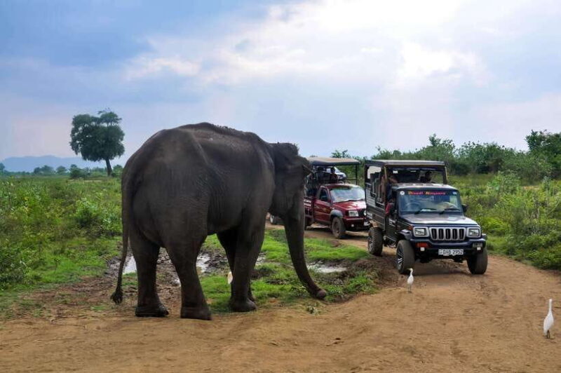 Udawalawe National Park Private Safari from Kalutara - An In-Depth Look at the Udawalawe Safari Experience
