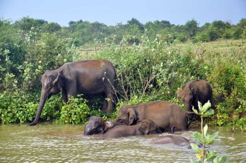 Udawalawe National Park Private Safari from Kalutara - FAQ