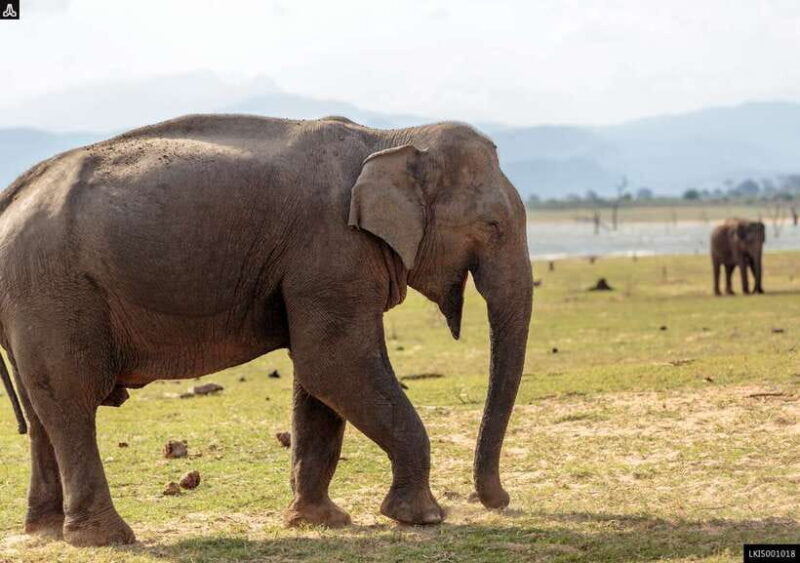 Udawalawe National Park Private Safari + Transit Home Visit - Key Points