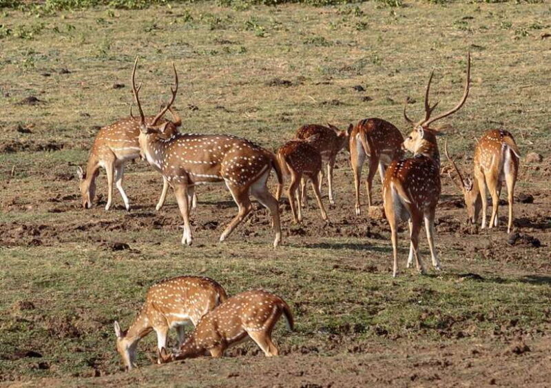 Udawalawe National Park Private Safari + Transit Home Visit - Final Thoughts