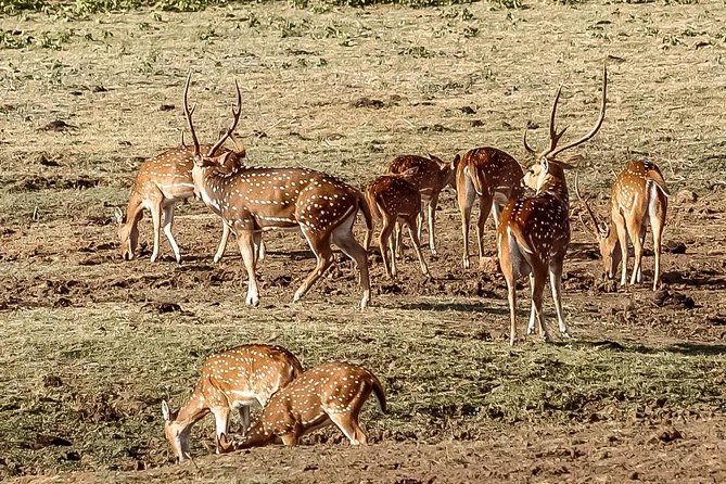Udawalawe National Park Private Safari With Naturalist - Parks Famous Elephants and Birds