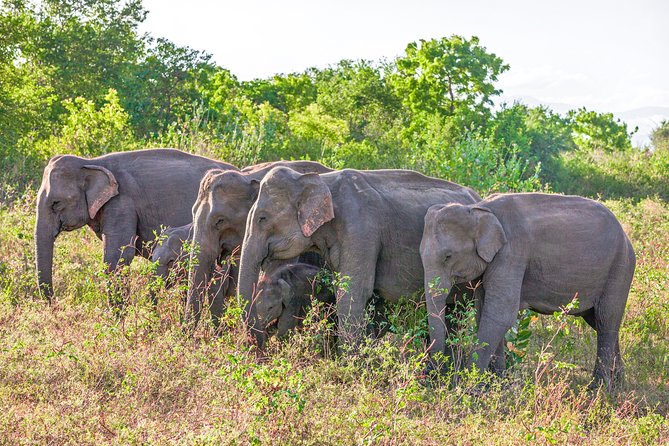 Udawalawe National Park Private Safari With Naturalist - Suitable Travelers and Participation
