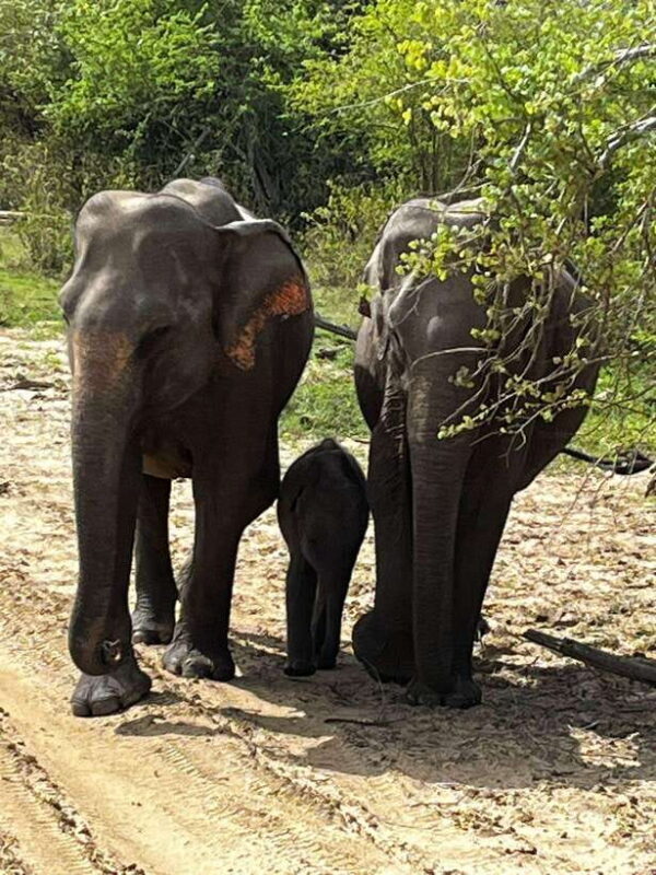 Udawalawe National Park Safari Adventure ( privet tour) - Authentic Encounters and What Travelers Say
