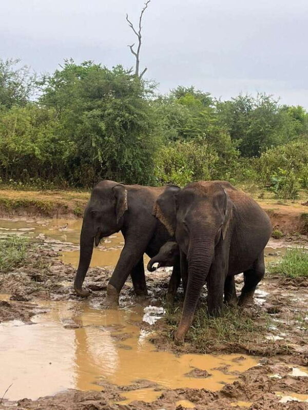 Udawalawe National Park Safari Adventure ( privet tour) - Who Should Consider This Tour?