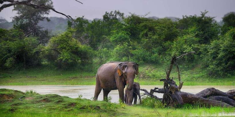 Udawalawe: National Park Safari & Elephant Transit Home Tour - Exploring Udawalawe National Park