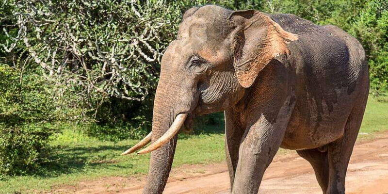 Udawalawe: National Park Safari & Elephant Transit Home Tour - What Sets This Tour Apart