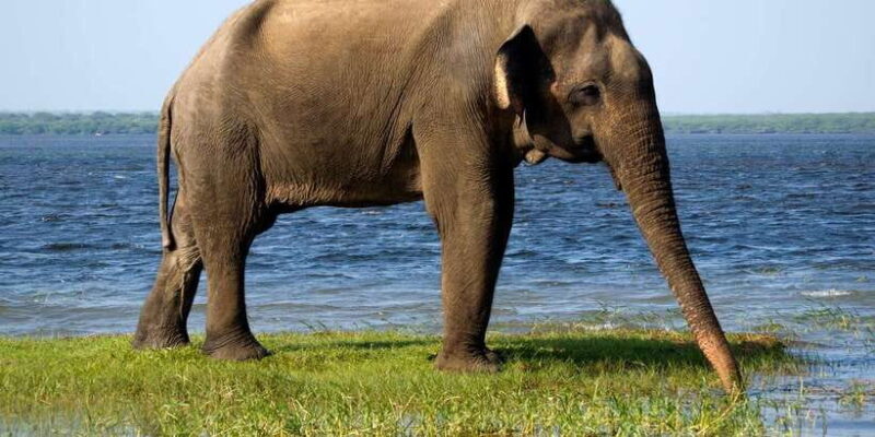 Udawalawe: National Park Safari & Elephant Transit Home Tour - The Final Verdict