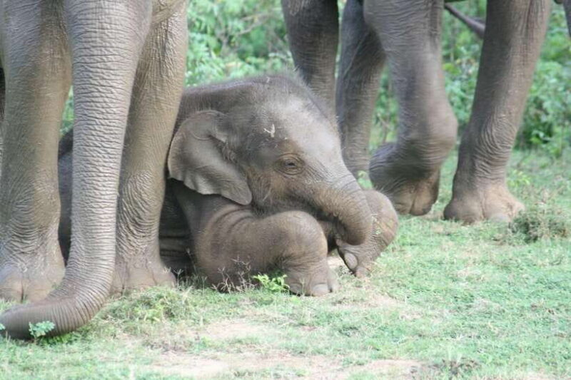 Udawalawe: National park safari & Elephant Transit Home Tour - The Itinerary Breakdown