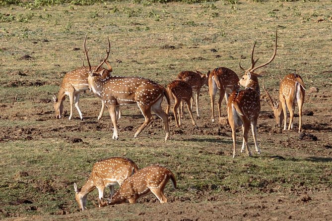 Udawalawe National Park Safari From Bentota - Health and Accessibility Considerations