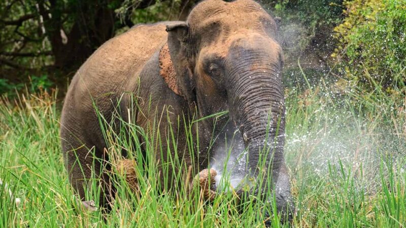 Udawalawe National Park Safari (Private Jeep) - Guided Tour Features