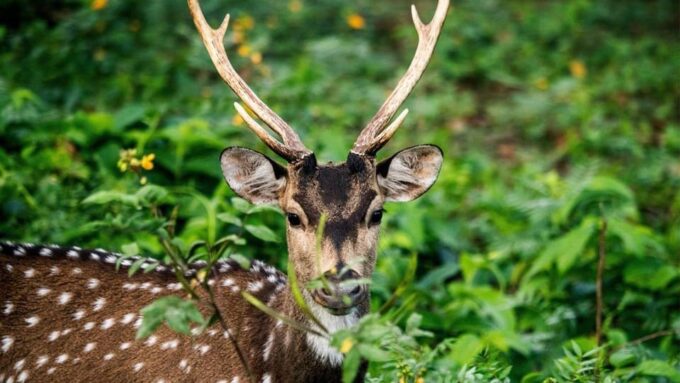 Udawalawe National Park Safari (Private Jeep) - Diverse Ecosystem