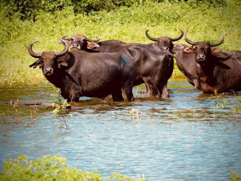 Udawalawe National Park Safari Tour - Why This Tour Works Well