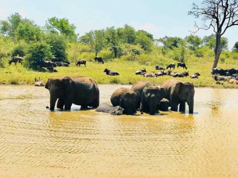 Udawalawe National Park Safari Tour - Who Should Consider This Tour?