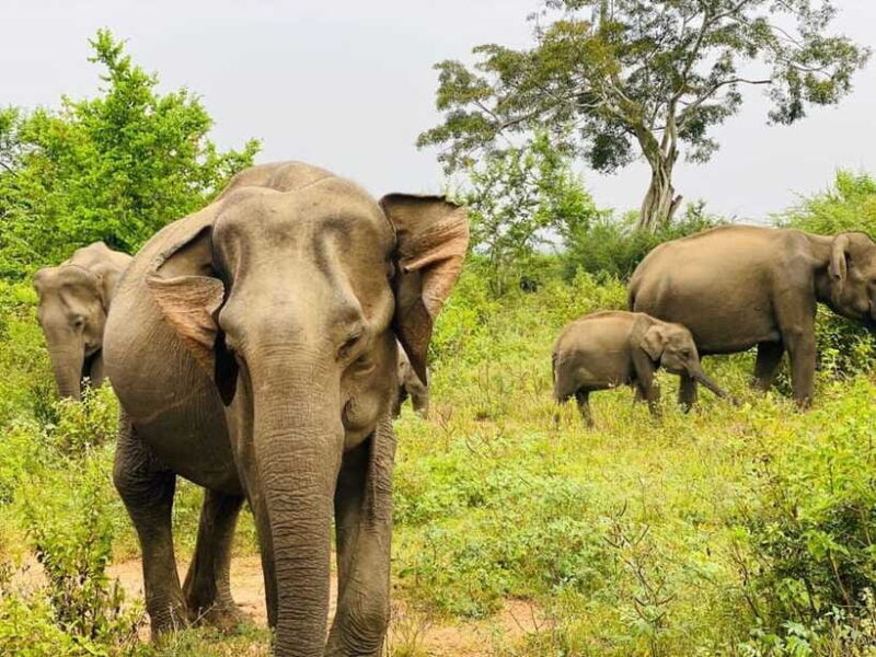 Udawalawe National Park Safari Tour - FAQ