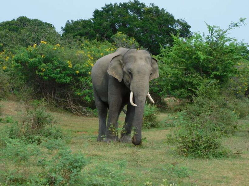 Udawalawe National Park Safari Tour from Tissamaharama/Yala - The Detailed Experience