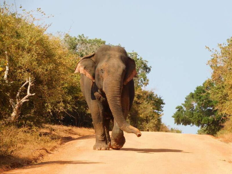 Udawalawe National Park Safari Tour from Tissamaharama/Yala - Considerations & Practical Tips