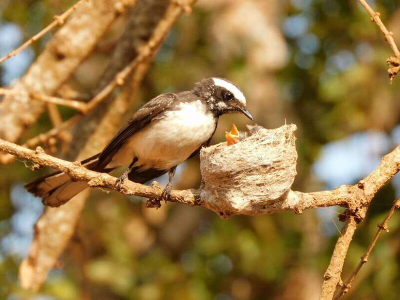 Udawalawe National Park Safari Tour from Tissamaharama/Yala - Why This Tour Is Perfect for You