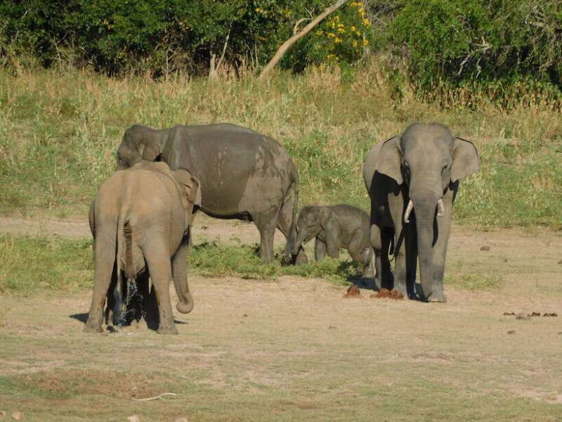 Udawalawe National Park Safari Tour from Tissamaharama/Yala - Frequently Asked Questions
