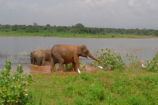 Udawalawe National Park Safari Tour - Private & Customize Tour - Accessibility and Transportation