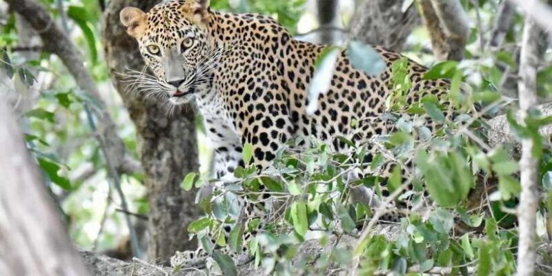 Udawalawe National Park: Safari with Experienced Driver - An Overview of the Safari Experience