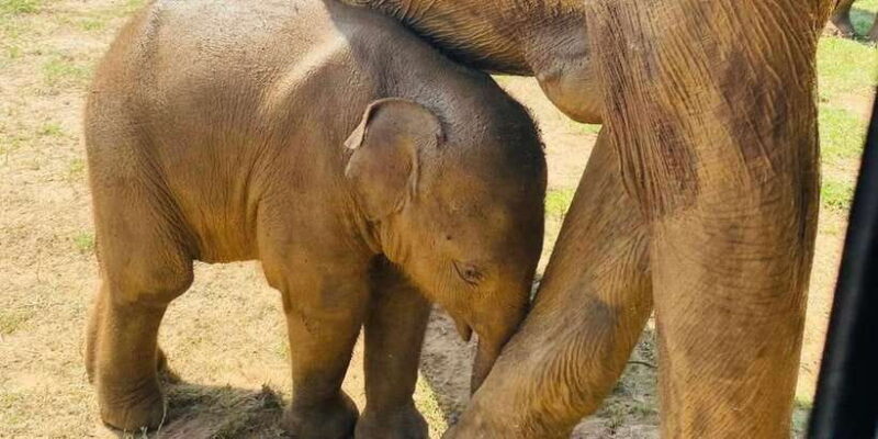 Udawalawe National Park: Safari with Experienced Driver - The Practical Side: Transportation, Pricing, and Duration