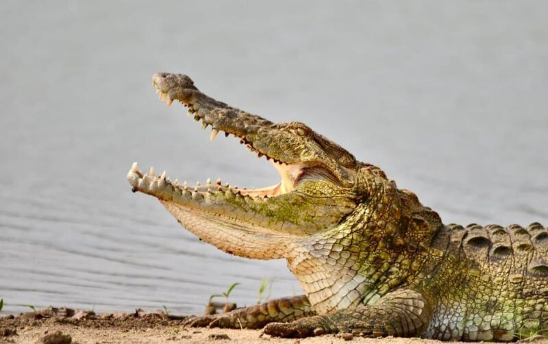 Udawalawe National Park: Safari with Experienced Driver - Final Thoughts: Is This Safari for You?