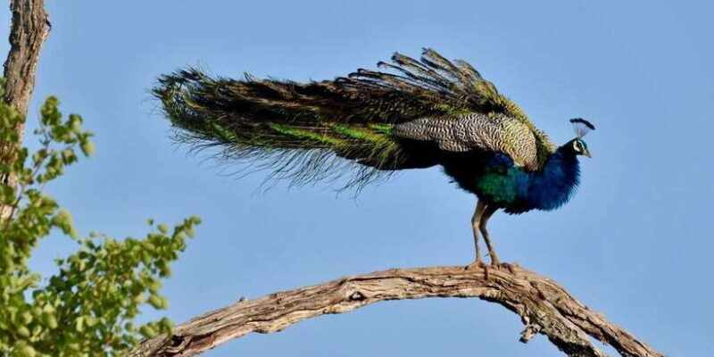 Udawalawe National Park: Safari with Experienced Driver - FAQ