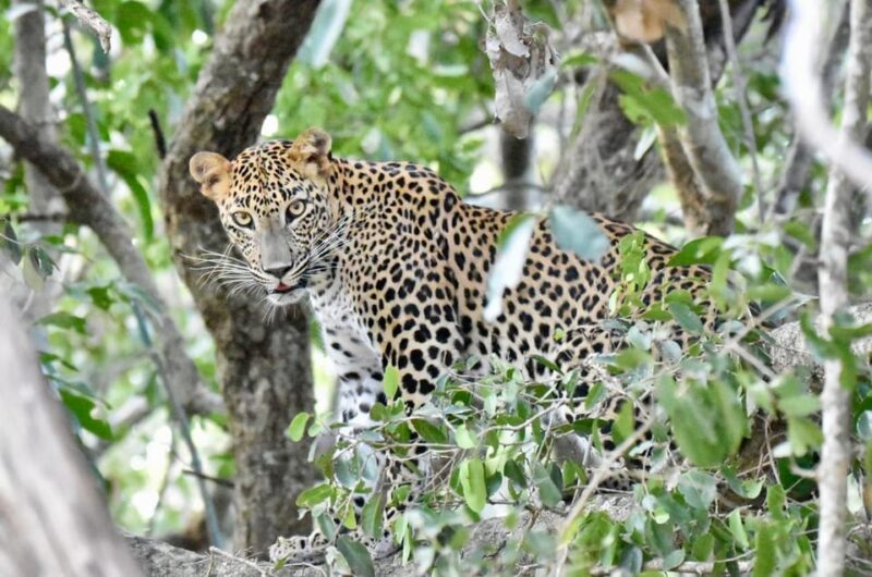Udawalawe National Park: Safari With Experienced Driver - Good To Know
