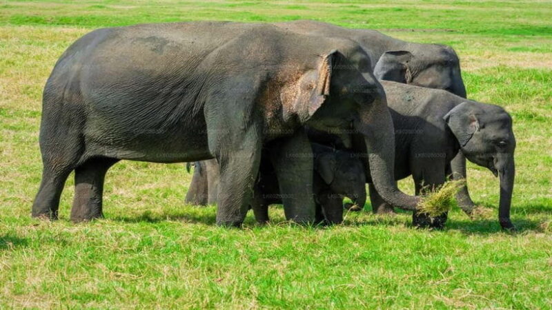 "Udawalawe National Park Safari with Pickup & Drop-off" - The Journey Begins: Pickups and Transportation