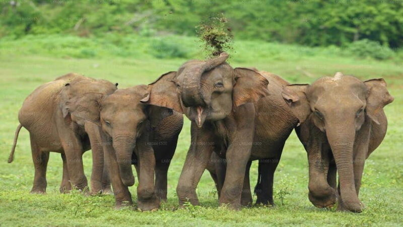 "Udawalawe National Park Safari with Pickup & Drop-off" - Visiting the Elephant Transit Home