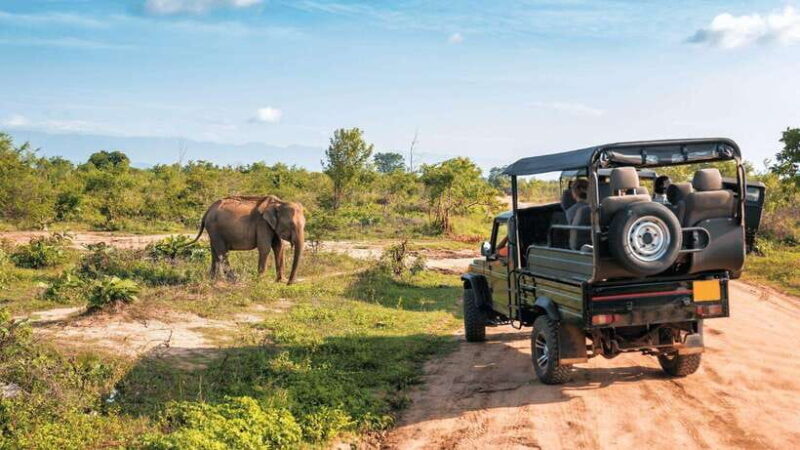 "Udawalawe National Park Safari with Pickup & Drop-off" - The Experience of a Guided Safari
