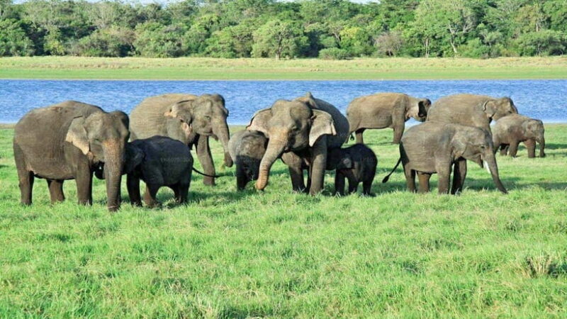 "Udawalawe National Park Safari with Pickup & Drop-off" - Practical Details and Considerations