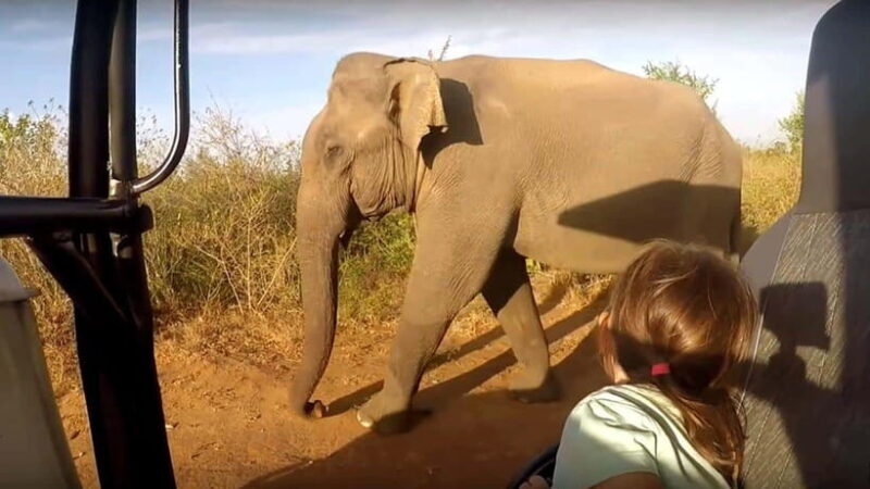 "Udawalawe National Park Safari with Pickup & Drop-off" - Who Will Enjoy This?