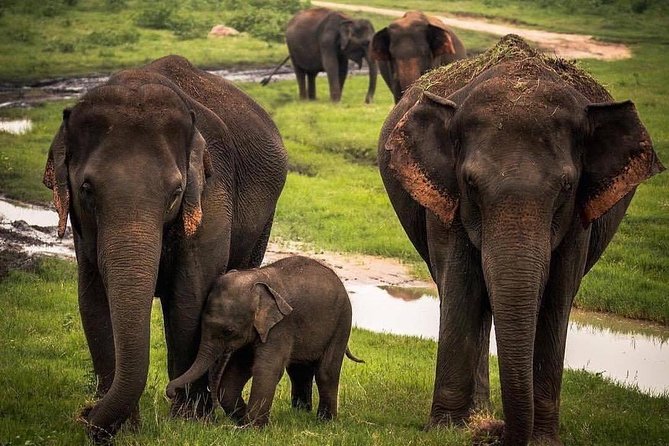 Udawalawe National Park Safari With Private Driver-Jeep and Enter Ticket - Wildlife Encounters in the Park