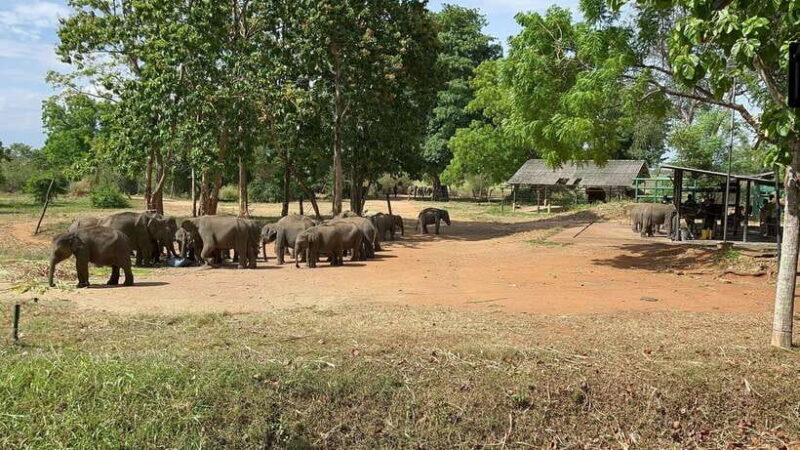 Udawalawe National Park Wildlife Safari from Hambantota Port - An In-Depth Look at the Safari Experience