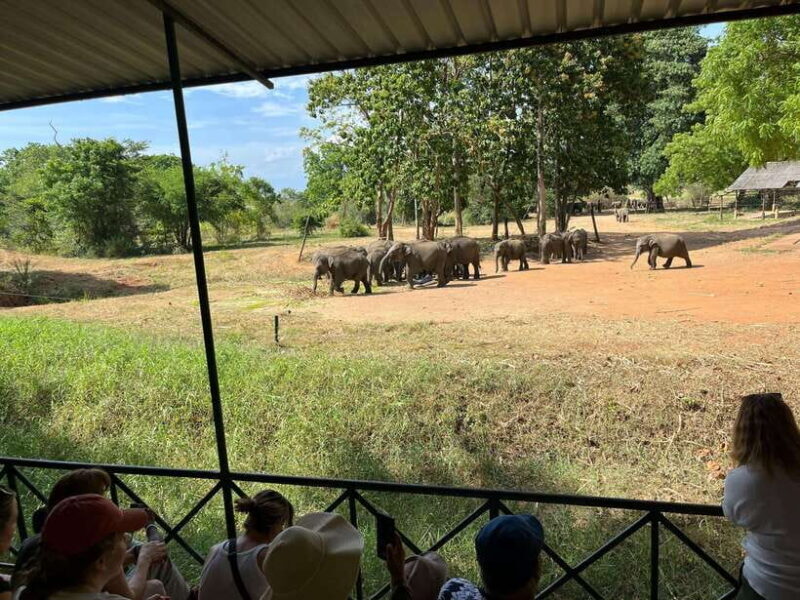 Udawalawe National Park Wildlife Safari from Hambantota Port - Authentic Encounters and Practical Tips