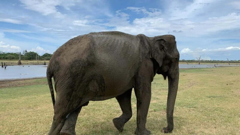 Udawalawe National Park Wildlife Safari from Hambantota Port - Summary: Who Will Love This Tour?