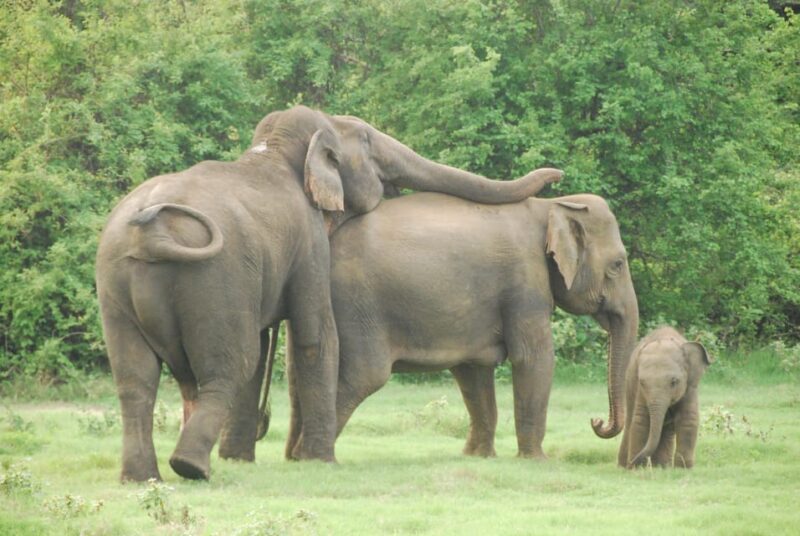 Udawalawe Safari & Baby Elephant Center From Cruise Ships. - Good To Know