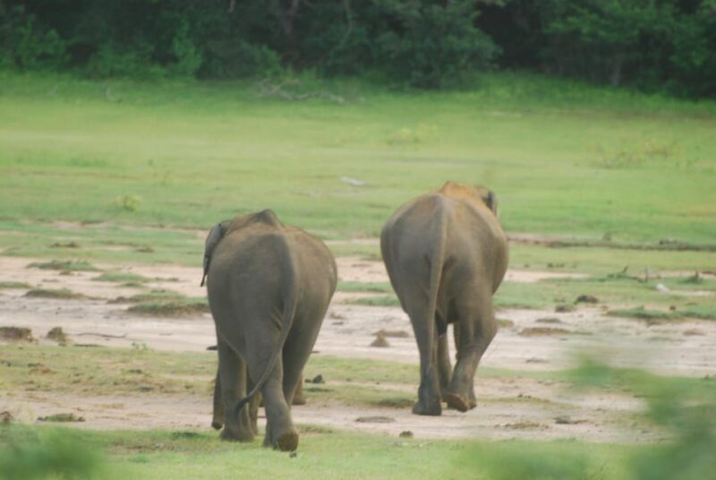 Udawalawe Safari & Baby Elephant Center From Cruise Ships. - Wildlife Experience