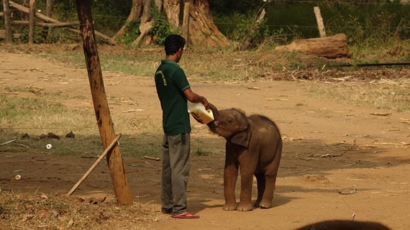 Udawalawe Safari & Baby Elephant Center From Cruise Ships. - Additional Services