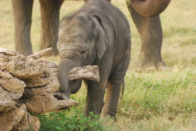 Udawalawe Safari & Baby Elephant Center From Cruise Ships. - Entrance Tickets and Feeding Animals