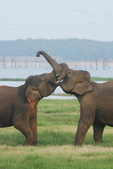 Udawalawe Safari & Baby Elephant Center From Cruise Ships. - Guaranteed Sighting of Wild Elephants