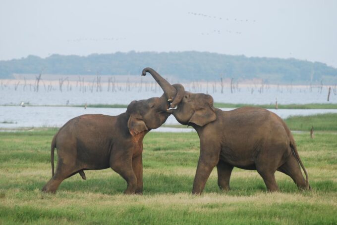 Udawalawe Safari & Baby Elephant Center From Cruise Ships. - Visit to Elephant Transit Home