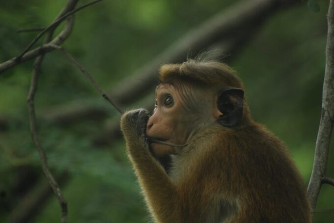Udawalawe Safari & Baby Elephant Center From Cruise Ships. - Duration and Pricing