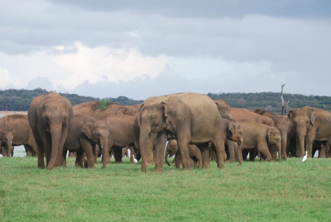 Udawalawe Safari & Baby Elephant Center From Cruise Ships. - Frequently Asked Questions