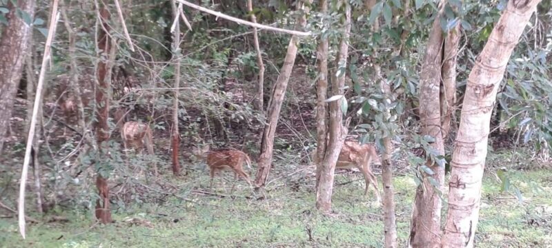 Udawalawe Safari - Included and Excluded