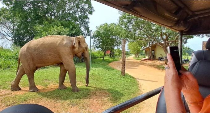 Udawalawe Safari - Park Information
